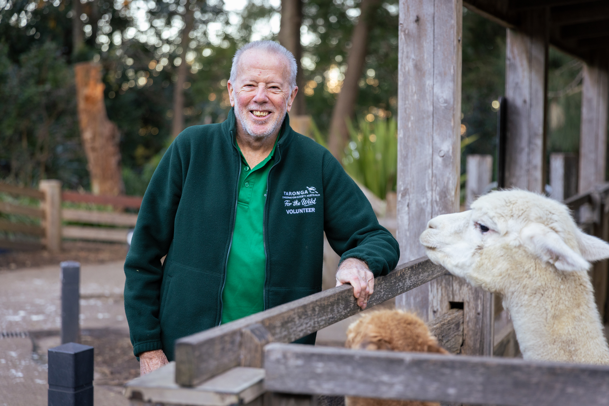 Volunteer zookeeper standing next to llamas 