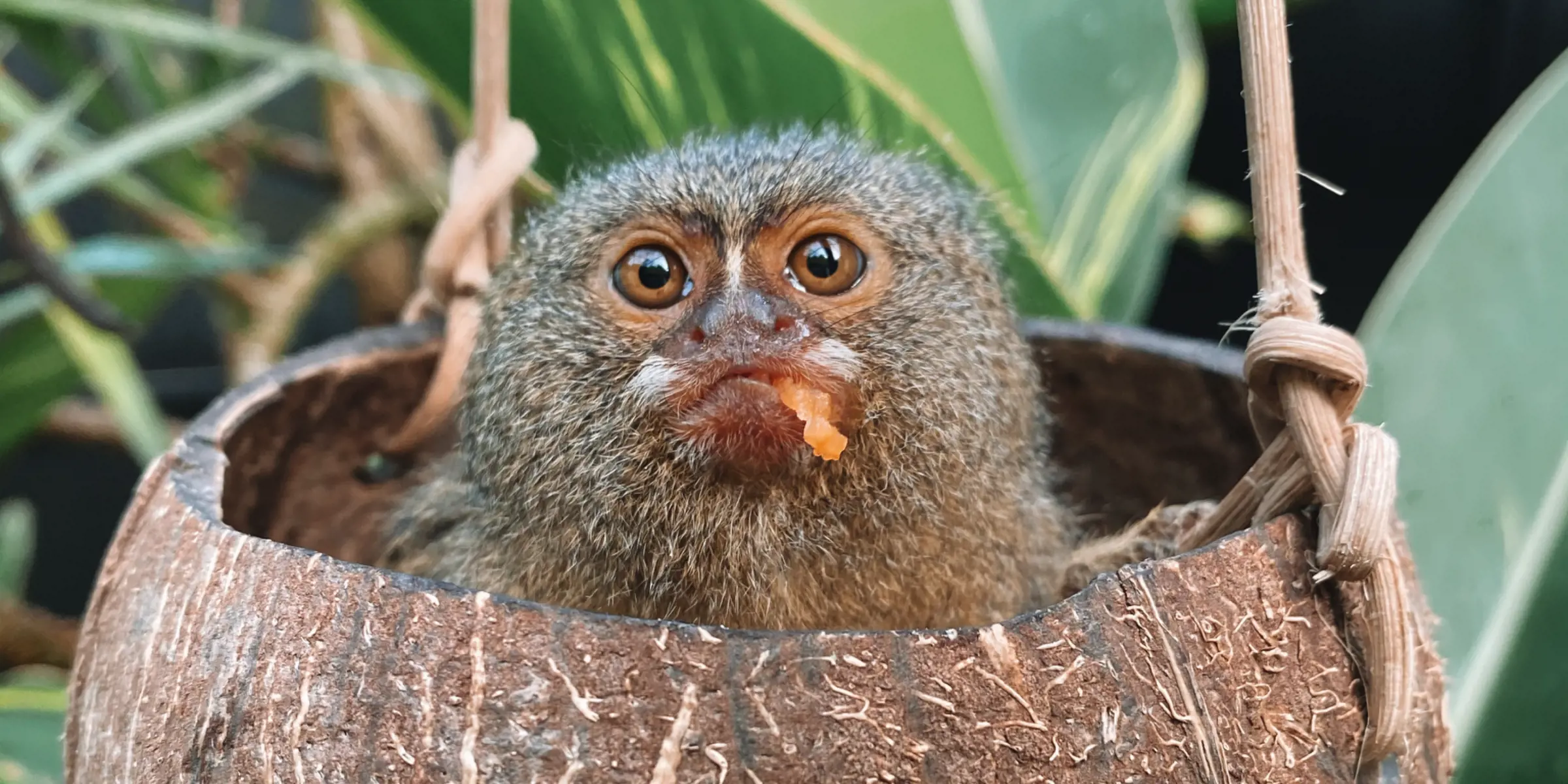 Pygmy marmoset resting inside a hanging coconut-shell at Taronga Zoo Sydney.